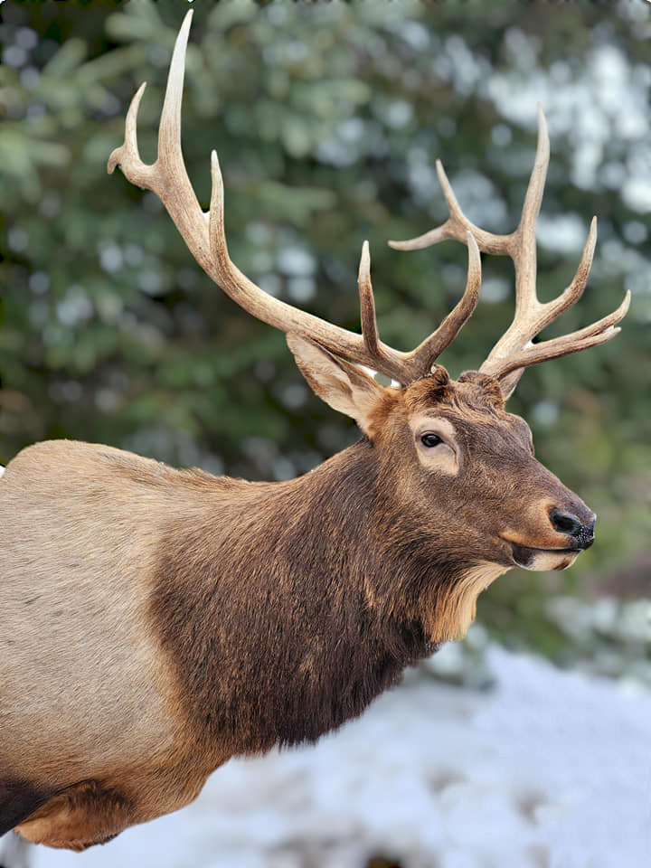 Elk Taxidermy