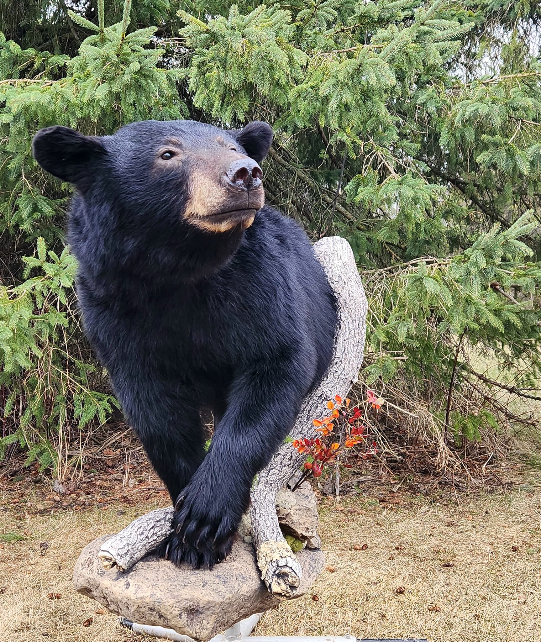 Black Bear Taxidermy