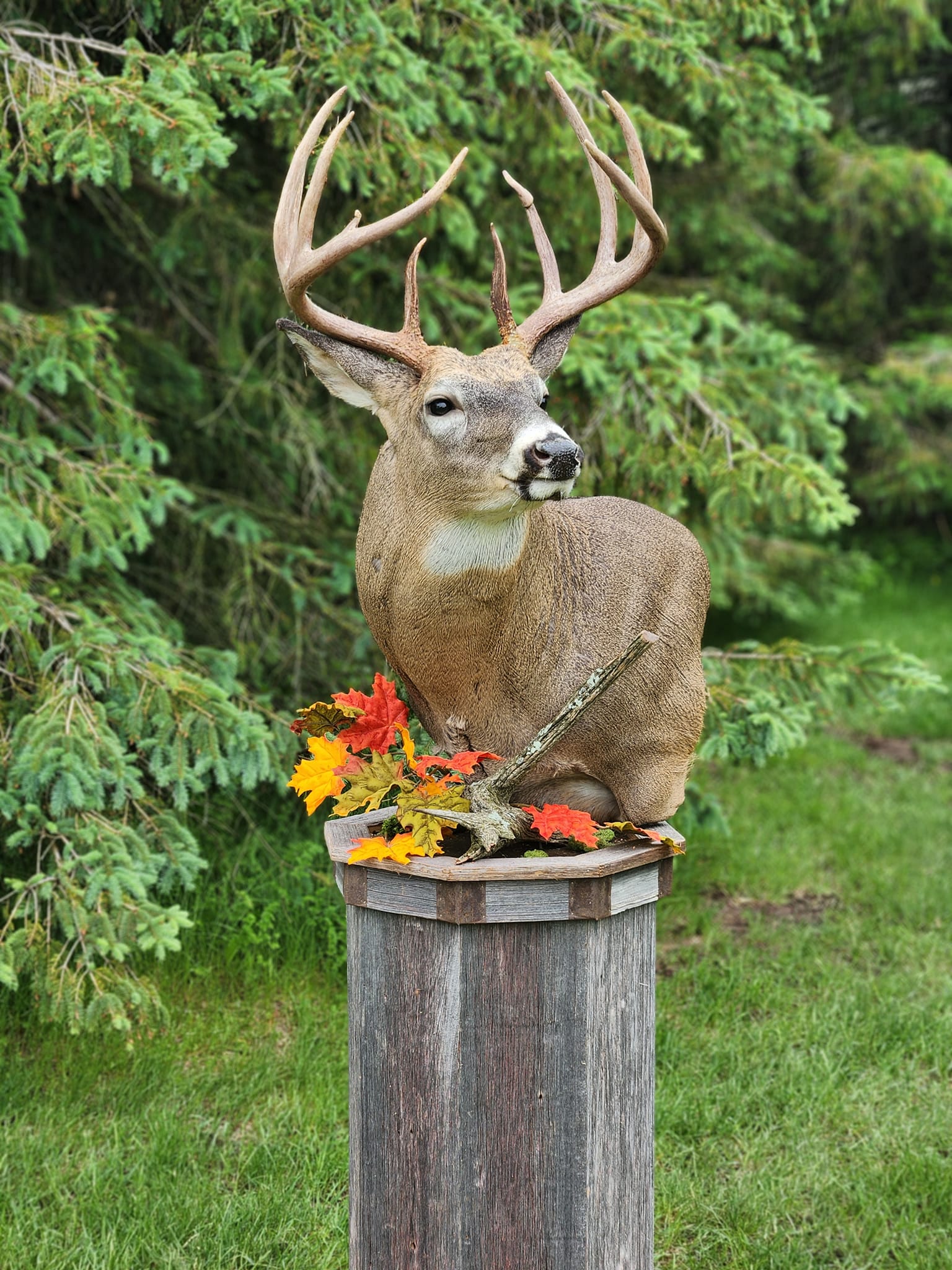 Whitetail Deer Taxidermy