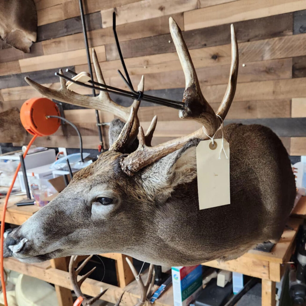 Northeast Wisconsin Broken Tine and Antler Restoration Services