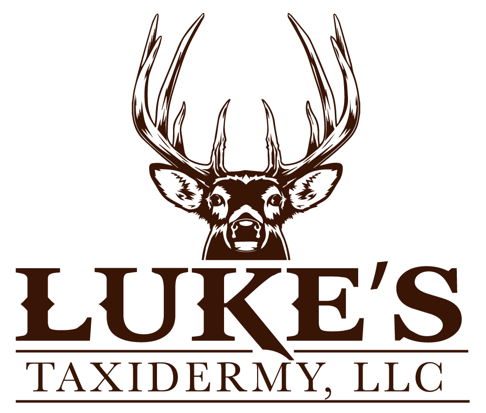 Luke's Taxidermy