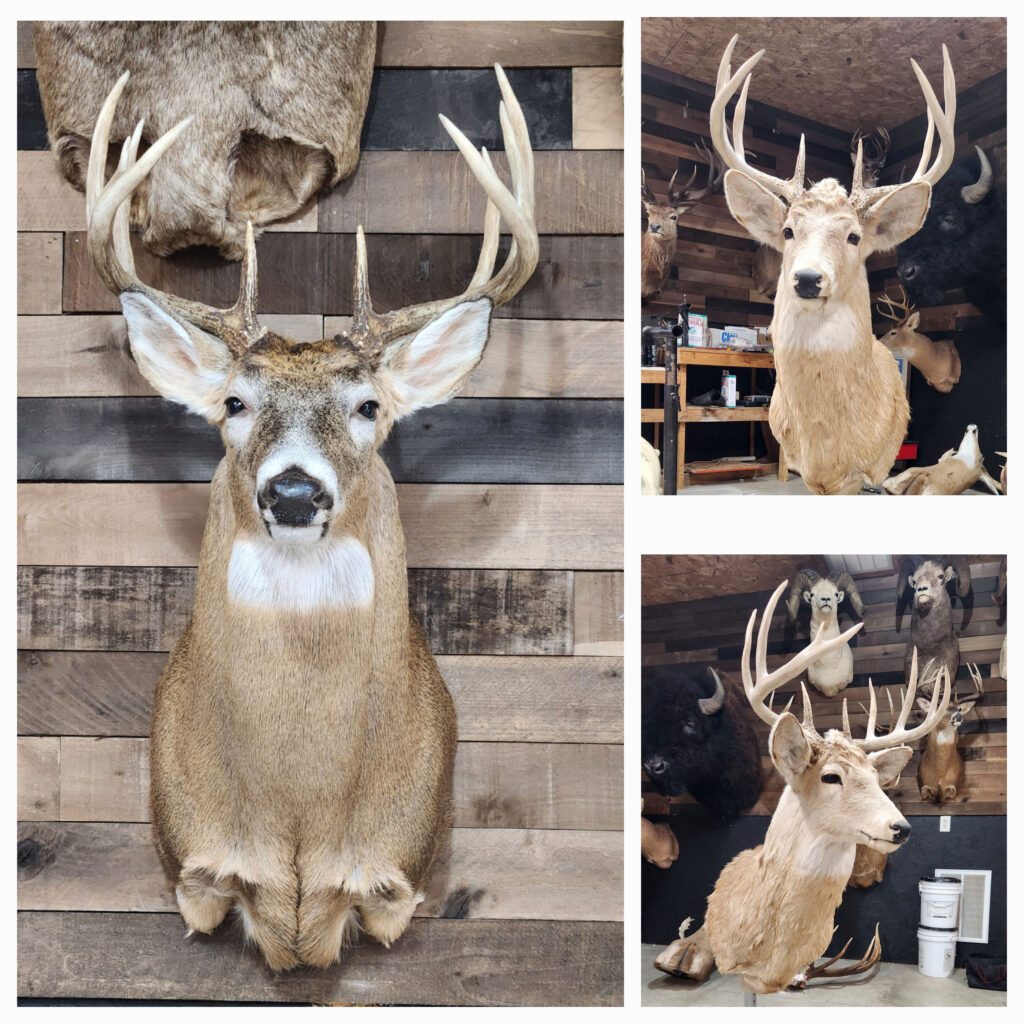 Northeast Wisconsin Taxidermy Repair